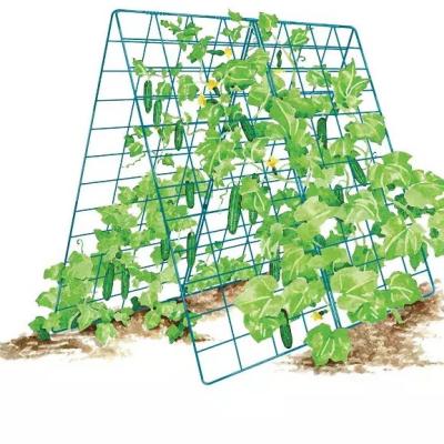 China Easily Assembled Deluxe Cucumber Trellis A-Frame Garden Trellis Welded Panels With Powder Coated Crescent Trellis for sale