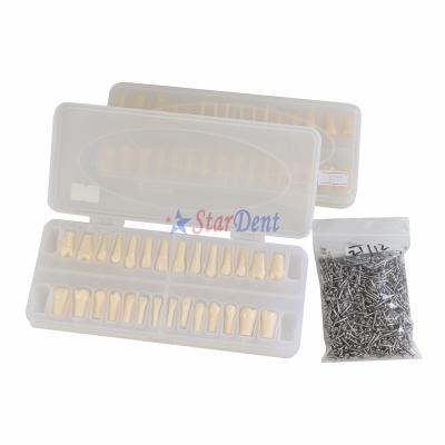 China Dental School Forming Dental Teaching Teeth Model Plastic Denture For Student Use Education Removable Teeth Model With Screws for sale