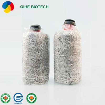 China Qihe Wholesale FROZEN Oyster Mushroom Mycelium Spawn Bags for sale