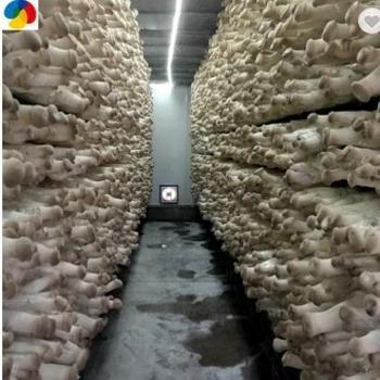 China Fresh Qihe Grow King Oyster Mushroom Spawn High Yield Export Bag Stick Pack Groing Seeds for sale