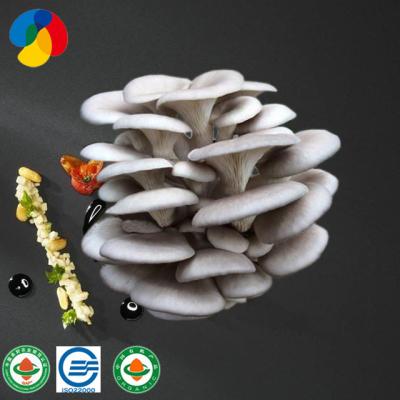 China Hot Selling JELLY Organic Oyster Mushroom Growing Bag for sale