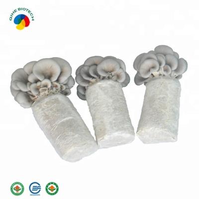 China High Yield FROZEN Mushroom Bags Oyster Mushroom Mycelium For Wholesales for sale