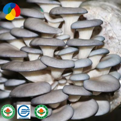 China FROZEN Oyster Mushroom Seeds For Sale Grain Spawn New Type for sale