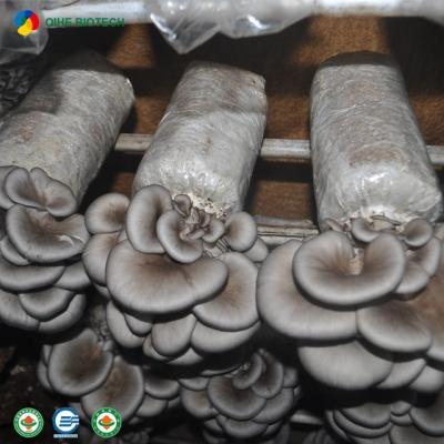 China Factory Direct Sale Fresh Oyster Mushroom Notes ISO22000 Certificate for sale