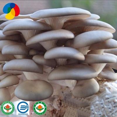 China ISO22000 FROZEN Certificated Direct Seller Mushroom Farm Oyster Fungus Mushroom Mycelium Grow Bags for sale