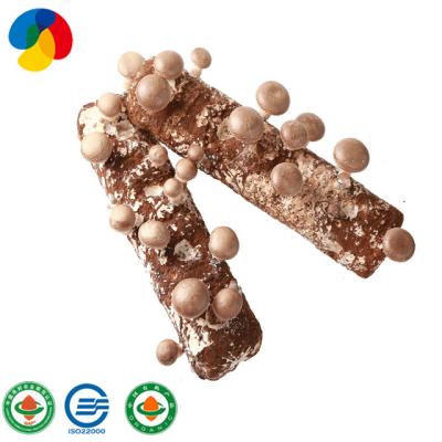 China FROZEN HACCP certified Qihe No.7 shiitake mushroom spawn bag for export for sale