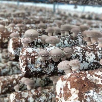 China FROZEN Organic Shiitake Substrate Mushroom Spawn Logs Easy Grow Mushroom Kit for sale