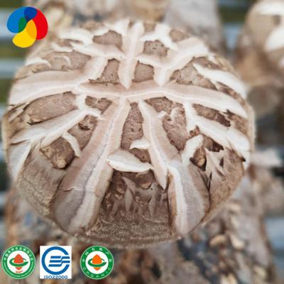 China Qihe Shiitake Mushroom Grain FROZEN Spawn for sale