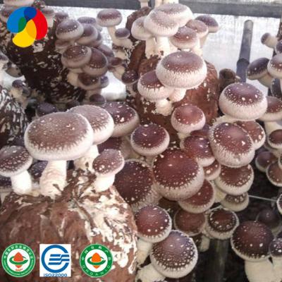 China FROZEN GAP Certificated Mushroom Mycelium Shiitake Mushroom Logs for sale