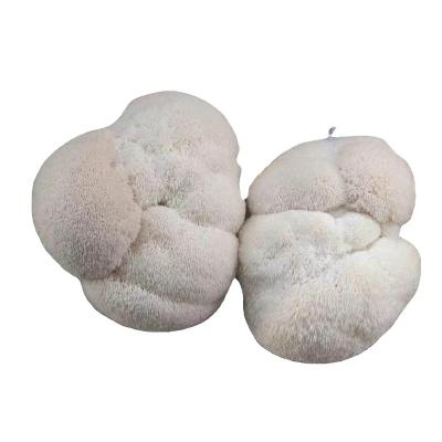 China FROZEN Mushroom Lions Mane Growing Mushroom Spawn Cultivated Mushroom Kits for sale