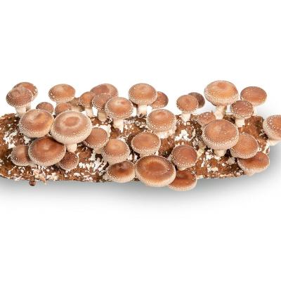 China Qihe Japan Shiitake Mushroom FROZEN Spawn for sale