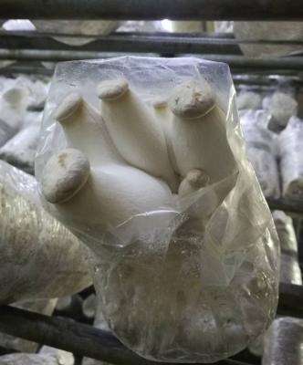 China 2019 QIHE King FROZEN Oyster Mushroom Spawn High Quality with GAP Certificated for sale