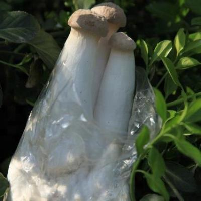 China FROZEN GAP Certificated Mushroom Farm King Oyster Pleurotus eryngii Mushroom Spawning Seeds Mycelium Grow Bags for sale