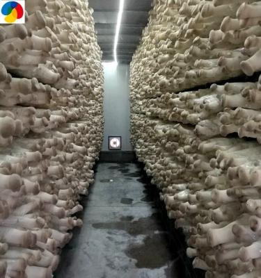 China GAP FROZEN Certificated Mushroom Farm Direct Seller Cultivated Health Qihe King Oyster Fresh Organic Mushroom Substrate for sale