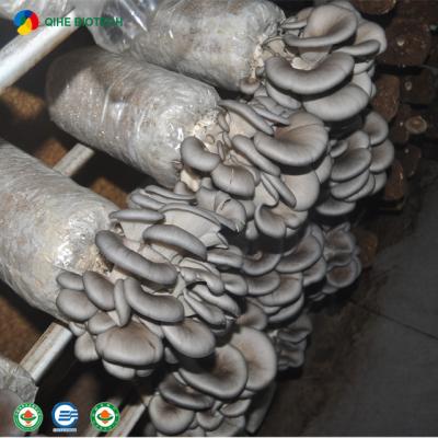 China 2021 Factory Outlet FROZEN Gray Oyster Mushroom Spawn /grow Bag for sale