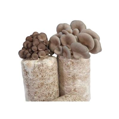 China FROZEN 2021good quality hard wood sawdust exporting oyster mushroom cultivation grow kit for sale