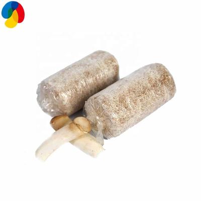 China Fresh Fresh Eryngii King Oyster Mushroom, Champignon Champignon Mushroom Fungus Substrate with Mycelium for sale