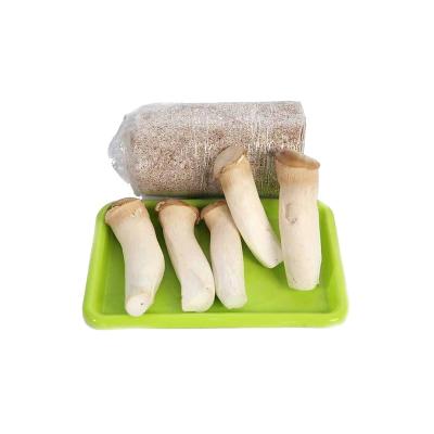 China FROZEN Eryngii mushroom, king oyster button mushroom spawn for sale