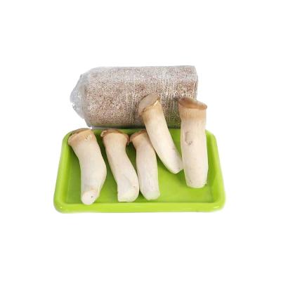 China QiHe Factory FROZEN high quality mass produced Pleurotus eryngii king oyster mushroom spawn logs for cultivation for sale