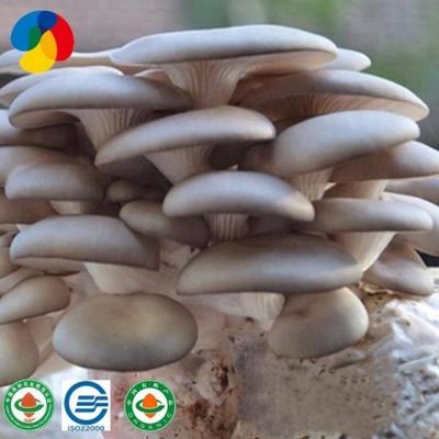 China Fresh Oyster Mushroom Generates Export Price for sale