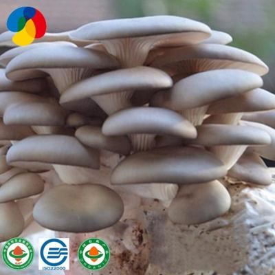 China Factory direct sale oyster mushroom spawning culture fresh export price best for sale