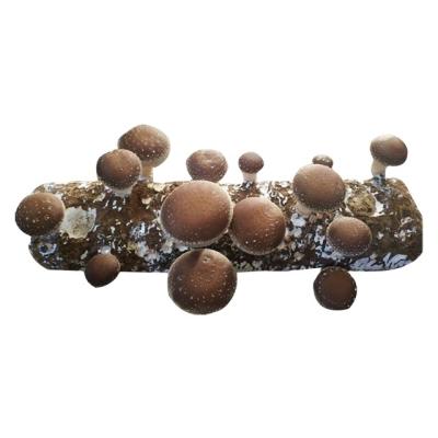 China Fresh Shiitake Mushroom Fresh Price Grow Bag Substrate Wholesale To Get Fresh Shiitake Mushroom for sale