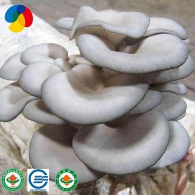 China ISO 22000 Certificate Factory Fresh Farmed Oyster Mushroom Kits Ascending Price for sale