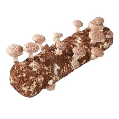 China Fresh Shiitake Mushroom Substrate Price Grow Bag For Fresh Shiitake Mushroom for sale