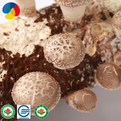 China Organic High Quality FROZEN Shiitake Mushroom Spores for sale