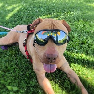 China Viable Dog Sunglasses Shape Cool Foldable Puppy Cat Glasses Waterproof Windproof UV Protection Glass Eyewear Photo Props for sale