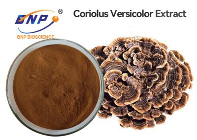 China Oral Coriolus Versicolor Mushroom Extract Powder GMO Free for sale