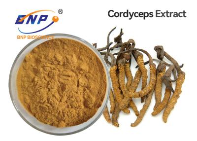 Китай Аденозин 0,3% выдержки гриба полисахаридов 10% пудрит мицелий Cordyceps Sinensis продается