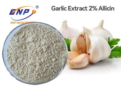 China GMO Free Fine Powder Allicin Extraction From Garlic 2% Alliin for sale