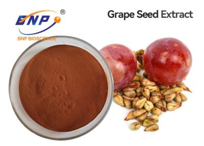 China GMO Free Grape Seed Extract OPC 95% Nutritional Supplements for sale