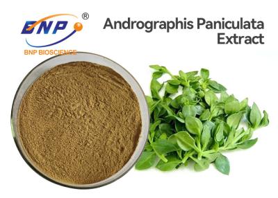 China Antiviral Andrographis Paniculata Extract Powder 50% Andrographolide HPLC for sale