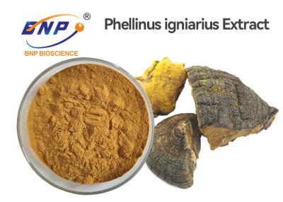 China Polysaccharide 30% Phellinus Igniarius Extract Sang Hwang Mushroom for sale