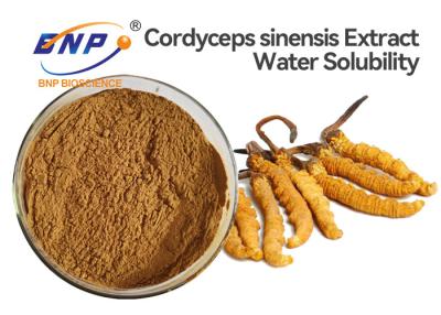 China Polysaccharide 10% Cordyceps Sinensis Extract Powder Natural Fermented Medicinal Mushroom for sale