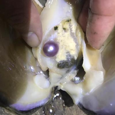 China Jewelry Making 9-12mm Natural Cultured Freshwater Pearl Oyster Round Edison Pearl In Akoya Oyster For Wholesale for sale