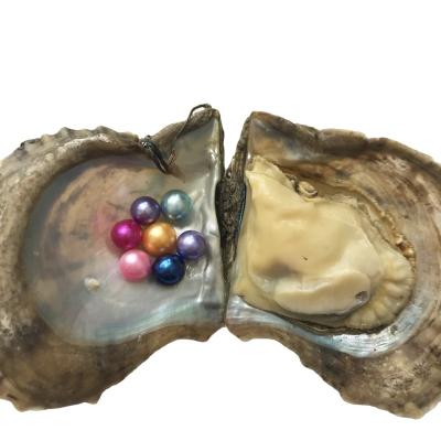 China Jewelry making 6-7mm saltwater pearl oyster with akoya round pearl natural seawater pearls for sale