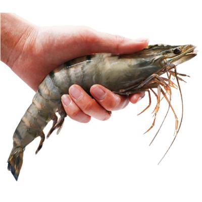 China Wholesale High Quality Monodon FROZEN Fabricius Black Tiger Shrimp for sale