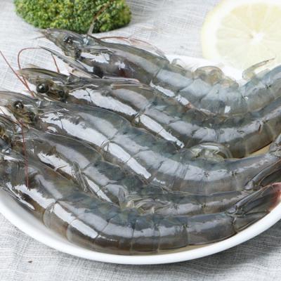 China Wholesale buyer hot good quality cheap seafood shrimp frozen piece for sale