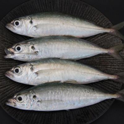 China Low-CARB Good Quality Hot Selling Fresh Herrings Fresh Frozen Fish for sale