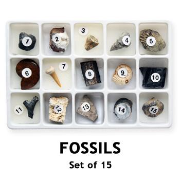 China China Science Fossil Specimens Kit Natural Fossil Stones / Fossil Specimen Display Stone Kits For Kids for sale