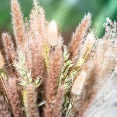 China Natural Real Touch Pampas Grass Flower Bouquet High Quality White Dry Artificial Pampas Grass Plants For Other Wedding Decorations for sale