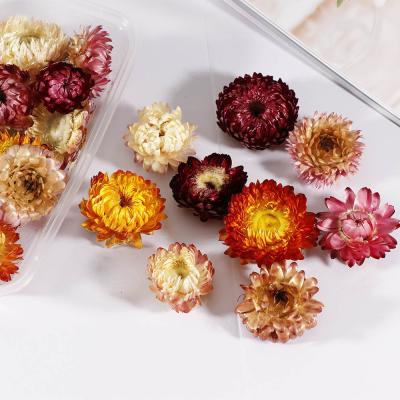 China Real mini flowers and dry natural dry plants wholesale natural flower flowers for wedding decoration for sale