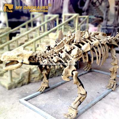 China Museum Park My Dino Amusement Park Ankylosaurus Dinosaur Fossils C082 for sale