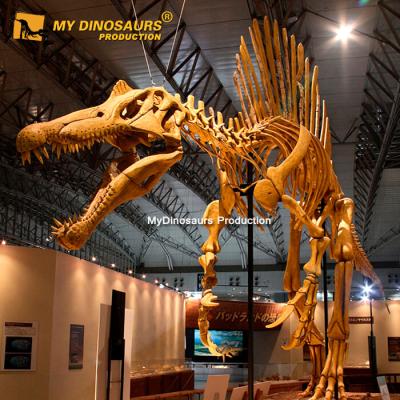 China MY DINO Fossils Real Dinosaur Skeleton attraction and exhibit for museum exhibit for sale