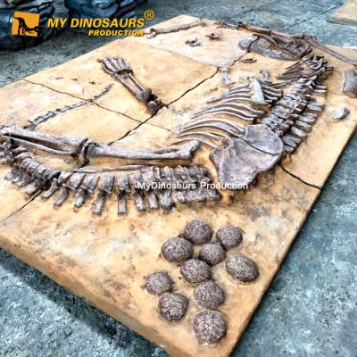 China Decorations for outdoor or indoor parks My Dino AS068 made in China simulation prehistoric dinosaur fossils for sale for sale