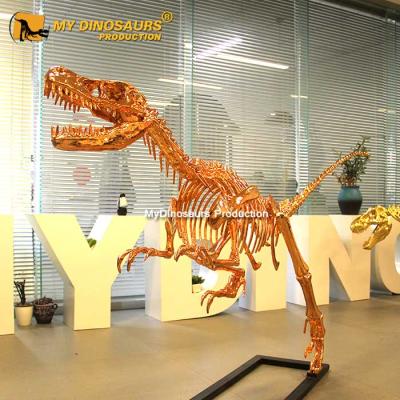 China Waterproof MY DINO Realistic Dinosaur Skeleton Gold Raptor for sale