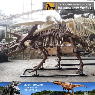 China Museum MY Science Museum Equipment Emulation Dinosaurs Skeleton Dino-M19 High for sale